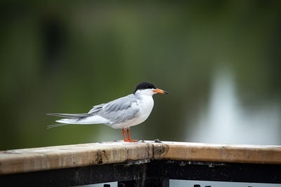 Close-up of bird perching on railing