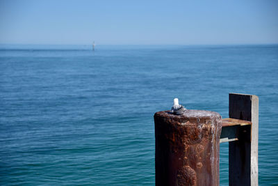 Seagull perching on wooden post in sea