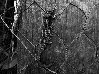Full frame shot of old metal fence