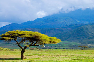 Scenic view of field against mountains