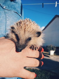 Close-up of hand holding dandelion