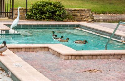 High angle view of ducks swimming in pool