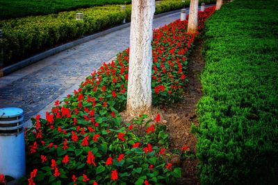 Red flowering plants in garden