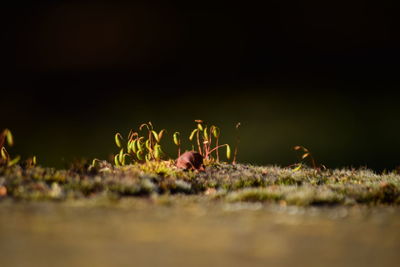 Surface level of flowers on land