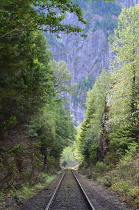 Railroad track amidst trees in forest