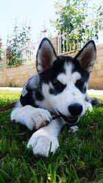 Dog standing on grassy field