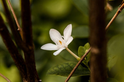 Close-up of white flowering plant