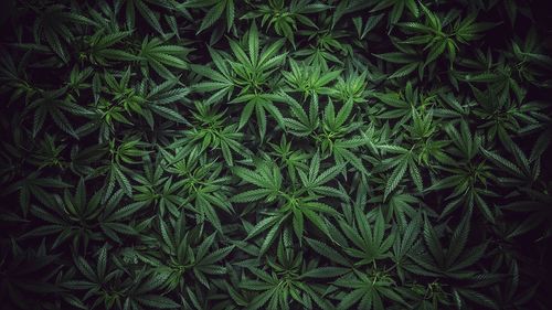 Full frame shot of marijuana plants in garden