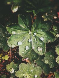 Leaves floating on water