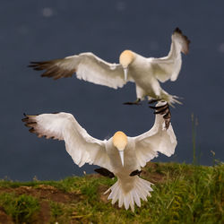 Gannets on field against sea