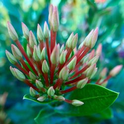 Close-up of flowering plant