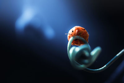 Close-up of fish swimming in sea