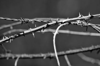 Close-up of barbed wire fence