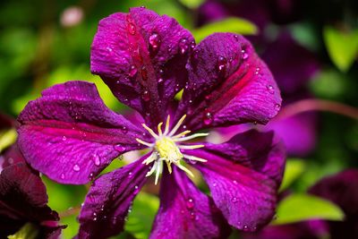 Close-up of wet purple flower