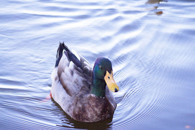 Duck swimming in a lake