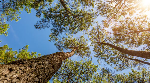 Low angle view of trees against clear blue sky