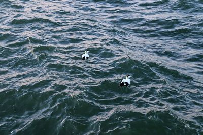 High angle view of duck swimming in sea