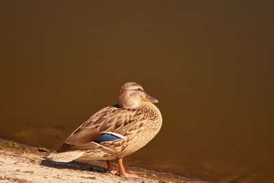 One wild duck sitting in the sun on the edge of the lake