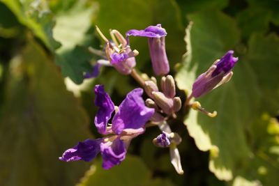 Close-up of purple flowering plant