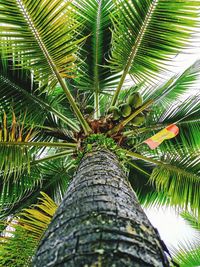 Low angle view of palm tree