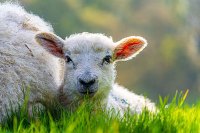 Close-up of a three week old lamb on field in spring sunshine