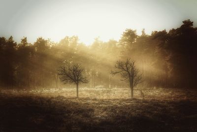 Trees on landscape