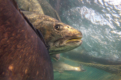 Close-up of turtle swimming in aquarium