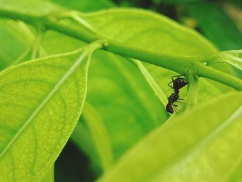 Close-up of insect on leaf