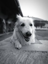 Close-up portrait of dog looking at camera