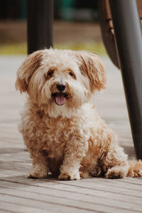 Close-up portrait of dog