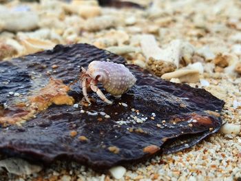 Close-up of snail on rock