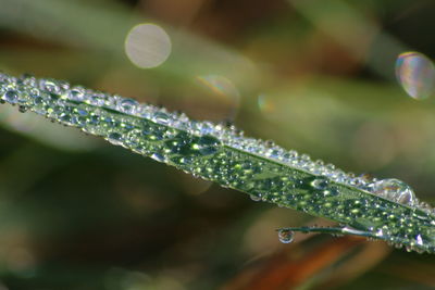 Close-up of water drops on leaf