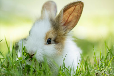 Rabbit on grassy field