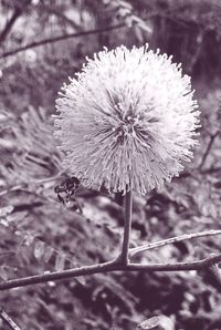 Close-up of white dandelion