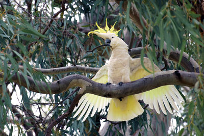 Low angle view of parrot perching on tree