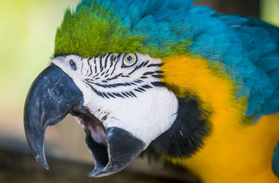 Close-up of blue macaw perching on wood