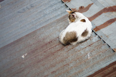 High angle view of cat lying on rusty corrugated ironed roof