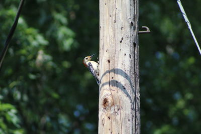 Close-up of bird perching on tree trunk