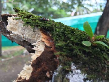 Close-up of tree trunk