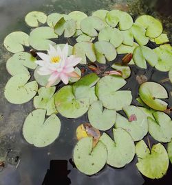 High angle view of lotus water lily in pond