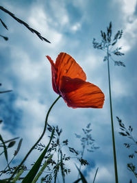 Close-up of red flower against sky