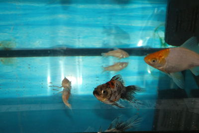View of fish swimming in pool