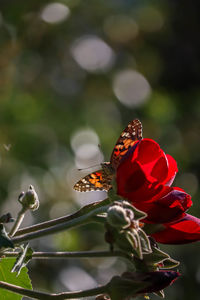 Close-up of butterfly pollinating on red flower