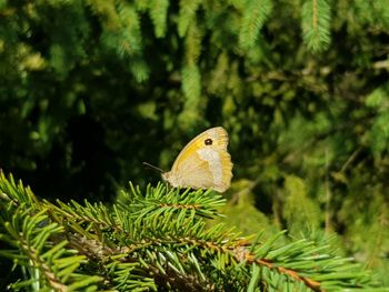 Close-up of yellow butterfly on a fir branch