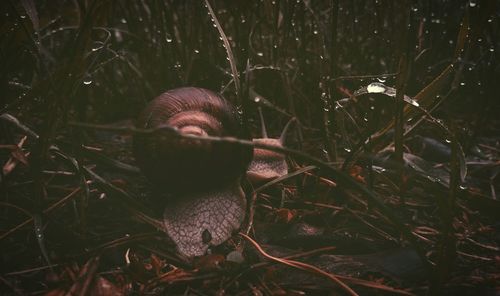 Close-up of snail on land