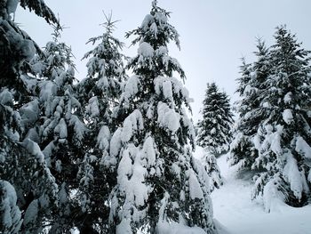 Low angle view of snow covered trees against sky