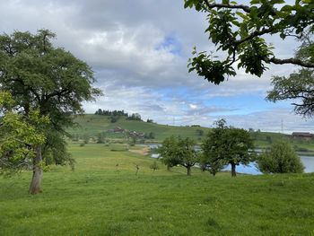 Trees on field against sky