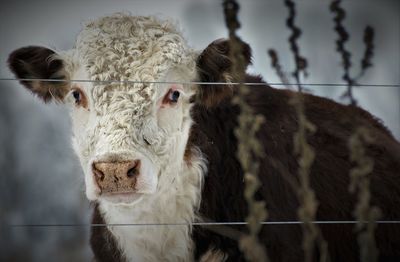 Close-up portrait of cow