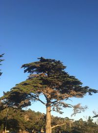 Low angle view of tree against clear blue sky