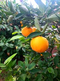 Orange fruits on tree